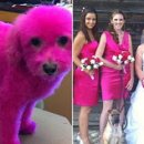 핑크강아지 이미지