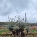 거목농장 이미지