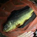 호암낚시터 이미지