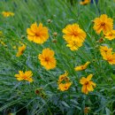 금계국(Lance-leaved Coreopsis) 이미지