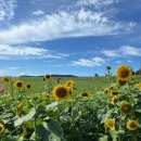 해바라기농장 | 고창 꽃축제 가볼만한곳 - 보리나라학원농장 해바라기 만개🌻 학원농장식당 꿀맛후기