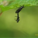 양지-3164 이미지