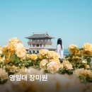 장미공원 주차장 입구 | 포항 영일대 장미원 장미 명소 영일대해수욕장 전망대