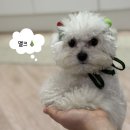 하나카동물병원 | 강남/역삼 동물병원 추천 하나카동물병원(내돈내산)