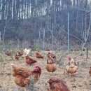 삼아농장 이미지