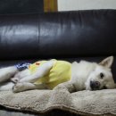 동현24시동물병원 네이버블로그