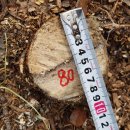 리기다소나무(15살)-080-은평구 봉산 편백나무 숲 확장공사로 벌목된 나무 기록 이미지