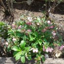 로즈카페 이미지