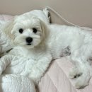 공주랑 뒤죽박죽 선재도 여행(애견동반 펜션, 식당 추천)