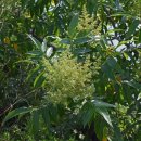 ﻿11월 25일 오늘의 탄생화 개옻나무(Rhus Continus) 이미지