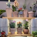 민플라워 이미지