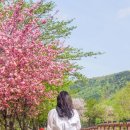 선덕 | 경주 겹벚꽃 숲머리길 선덕여왕길 산책로 만개 후기 숨겨진 겹벚꽃 명소