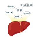 베가(VEGA) | 🧸닥터레이 VEGA(베가)-반려동물용 간 영양제 후기🧸