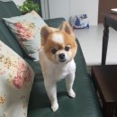 체인지펫미용 이미지