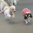 마인드몽 유치원 | 동탄 애견유치원, 믿고 맡길 수 있는 마인드몽 동탄 본점