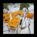 다미농장 이미지