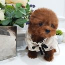 어바웃독 이미지