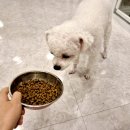 도그레스트 | 부천애견호텔 도그인포레스트의 특별한 서비스 후기