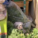 반딧불이연무시장 이미지