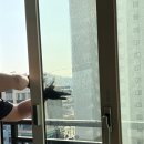 콩깍지 | 콩깍지클리닝 거실 창문 클리닝 후기