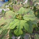 발리모텔 이미지