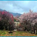 청매실농원 이미지