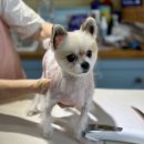 늘 예쁘개 이미지