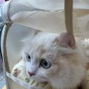 이진수고양이병원 이미지