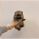 몽냥몽냥 강아지분양 은평점 | 은평구강아지분양 세이블포메