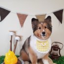 댕바라기 이미지