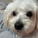 고양이미용연구소 이미지