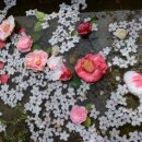 사과향기 이미지