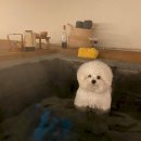 슈가몽 애견펜션 이미지