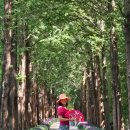 우로지 자연숲 공원(메타세쿼이아길) | 대구근교 맥문동 명소/영천 우로지 자연숲 메타세쿼이아길 25.08.27