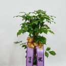 개업축하 화분(녹보수) - 경산꽃집 경산꽃배달 사동그린꽃 이미지