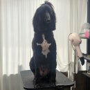 메종 드 펫 이미지