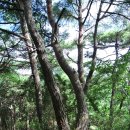 소요대 Daum카페