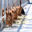 홍성축산업협동조합 섬유질배합사료공장 | 축협사료공장 #경남축산사료업체 #합천양돈사료 #합천축우사료 #합천한우사료 #합천돼지사료 #합천...