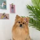 댕댕이발소 이미지