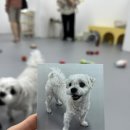 화이트 퍼피 강아지 송파점 | 강아지데이케어, 송파 문정 애견카페 안녕퍼피