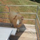 해오름목장 이미지