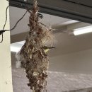 A Ornate Sunbird began constructing a nest outside of the Y3 classroom. 이미지