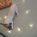 러블리 독 이미지