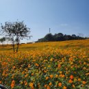 영산강 대상공원 주차장 | 나주 정원페스티벌 &amp; 영산강공원 황화코스모스 만개 후기