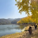 은행나무길 이미지