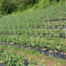 동천농장 이미지