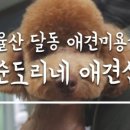 순도리네애견 이미지