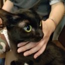 일마레 동물 메디컬 센터 이미지