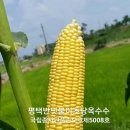구팔칠이