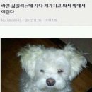 부시시 이미지